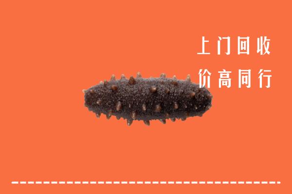 前进区回收海参