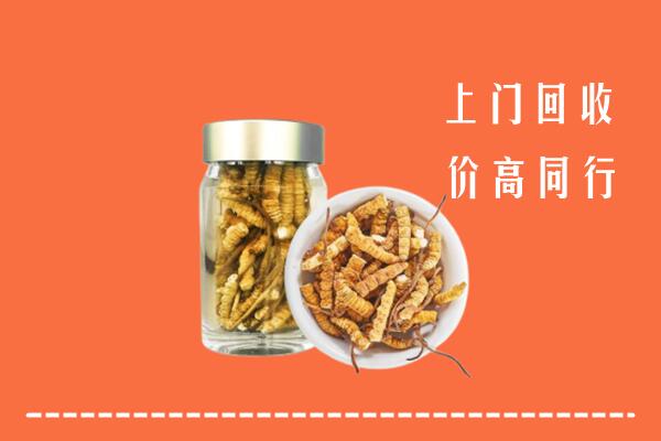 前进区回收冬虫夏草